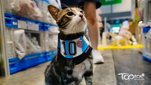 世界盃2026｜賽前預熱　本地薑推「寵物球衣」人寵齊打氣　 香港元素文創產品同熱賣