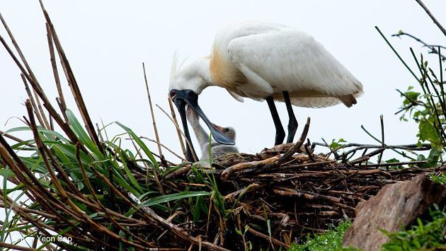 來源WWF Hong Kong facebook。相片版權：Kim Yeon Soo