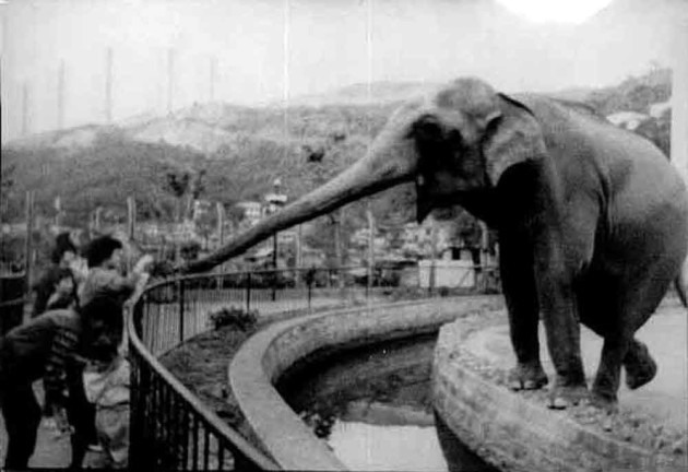 1952年開設動物園，有豹、黑熊、長頸鹿、老虎，其中最受歡迎是大象「天奴」。 （相片來源：本報資料室）