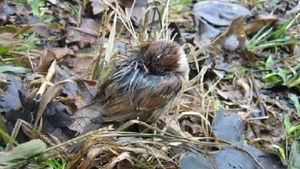 放生鳥類的死亡率可以高達75%。圖片來源：嘉道理農場