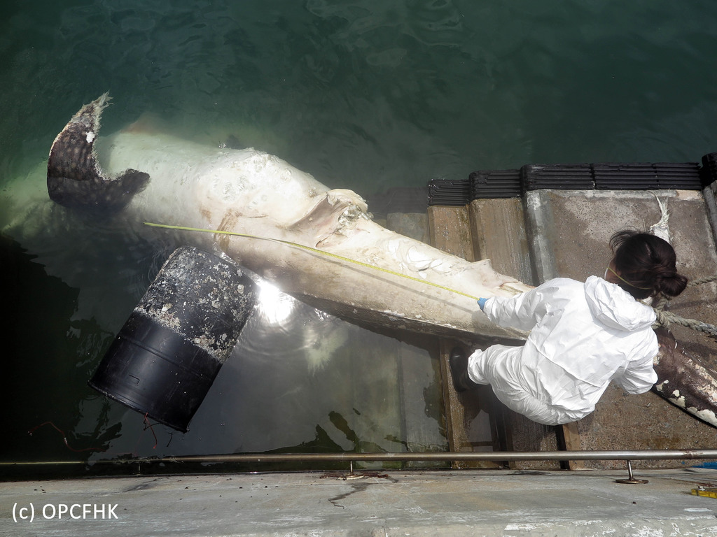 長逾4米鯨鯊屍體擱淺長洲對出水域