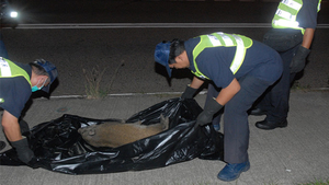 小野豬在石澳道疑被車撞死。