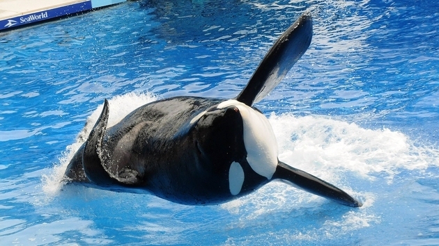 美國海洋世界的虎鯨表演。(Sea World)相片來源：AFP